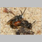 Sphecodes sp - Blutbiene 14e 4-5mm Paarung - Sandgrube Niedringhaussee.jpg